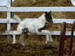 Flashy Drum Weanling Filly