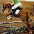 Been there, done that gelding