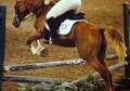 Been there, done that gelding