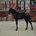 Foundation black filly