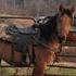 Kiger Mustang Filly