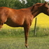 Barrel/Pole prospect.Siblings as winners.