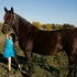 6 Yr Old Registered Morgan Mare