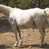Registered Arabian Broodmare