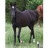 BLACK FILLY Almost 3!!!
