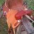 Used King saddle