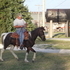 Black/white paint mare green broke