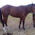 Itisa Ray Jay - 3 yo bay filly