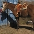 Very Nice Grey AQHA 4 Year Old Gelding