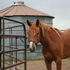 2 y/o fillies one or both
