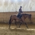 6 Year old Jumping Mare 