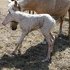 A Cremello Beauty