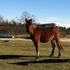 Z - 6 yr old mare