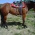 Awesome mare!! Price Reduce!!!!! 