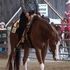 3yo Double Registered APHA/AQHA Gelding