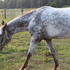 Yearling App Filly