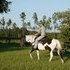 7 YR PAINT MARE 14.3 HANDS EASY KEEPER 