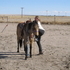 LINED BACK DUN AQHA MARE