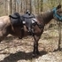 Beautiful Blue Trail Machine