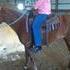 MFT Very Gentle Mare