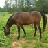 Endurance or Barrel Prospect