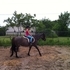 GRULLO/ROAN Mustang mare