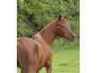 Gorgeous Chestnut Gelding!
