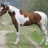 AT STUD: Pintabian  99.2% Arabian