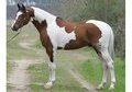 AT STUD: Pintabian  99.2% Arabian