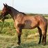 9 Year Old Bay Roan Mare