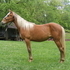 Red Chocolate Filly with White Mane & Tail!