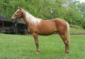 Red Chocolate Filly with White Mane & Tail!