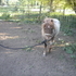 Red roan mini mare 