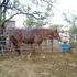 Stunning Ali Jamaal bred mare