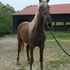 Certified Chocolate Filly 