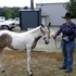 Ohio SSA Futurity Filly