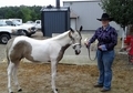 Ohio SSA Futurity Filly