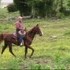 12Yr Old Reg Tn Walker