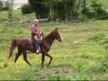 12Yr Old Reg Tn Walker