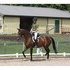 Branded Hanoverian Mare 4 years Old