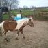 Small Paint Pony
