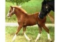 Beginner/Children's Show Pony!
