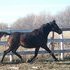 Purebred TB Mare
