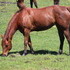  10yr old mare