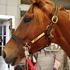 Gorgeous Sweet Appendix Mare