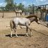 Registered Section A Welsh Filly/Eligible Pinto Registry