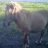 dun stallion with a stripe down back