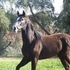 AZTECA FILLY, energetic, beautiful