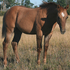 Performance/Cow bred gelding