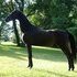 Black ASB Mare In Training